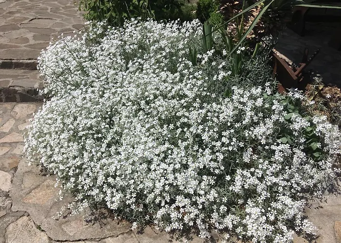 Къща за гости старата тонина къща *